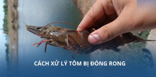 Cách xử lý tôm bị đóng rong